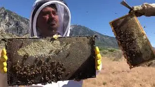 Юта. Пасека . Лавандовый мёд .