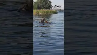 Вулкан и Заводчик Аляскинских Маламутов Татьяна , озеро Еланчик Южный Урал #alaskanmalamute