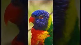 Focus On Hover Effect HTML and CSS 