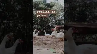 Família de patos brancos