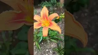 #лилия