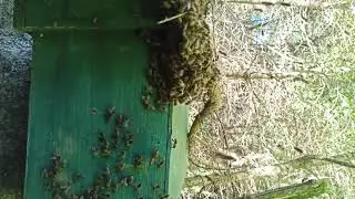 Рой заходит в ловушку(ч2, помогаю матке зайти в дом)