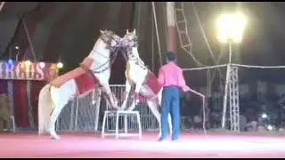 Horse 🐎 couple make fun in Lucky Irani Circus Kabiranwala