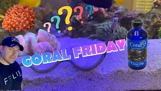 NEW Coral Friday Is back !!! Lets see what I got.