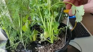 Garden Controller - element14 Design for a Cause 2021