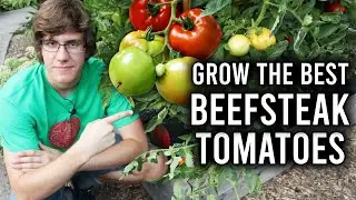 How to Grow Beefsteak Tomatoes