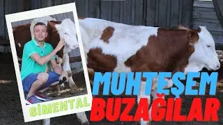 MUHTEŞEM BUZAĞILAR