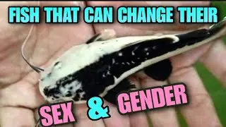 Are Fish Woke? How Many Genders Do Fish Have? Sex & Gender In Aquarium Fish. Biology & Behavior