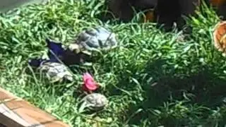 Outdoor Tortoise Hatchling Enclosure