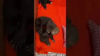 КОСОЛАПЫЕ МАЛЫШИ                                       #Shorts