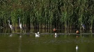 Грациозные цапли в Царицыно. Залипательное видео.