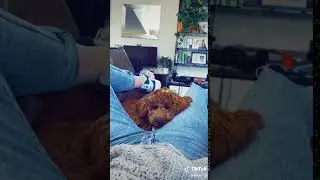 Girl farts on sleeping dog (dog turns)