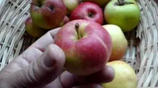 Apple varieties Miller's Seedling