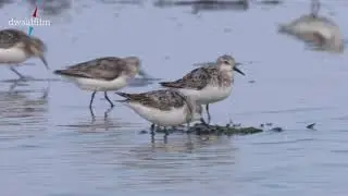 voedselzoekende vogels nemen veel beslissingen