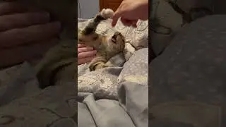 Grumpy kitty #epiccatfights #funnycatfight