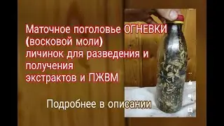 Маточное поголовье ОГНЕВКИ (Восковой Моли) личинок для разведения и получения экстрактов и ПЖВМ