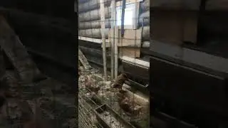 Куры молодки