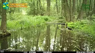 Black stork feeding on a forest stream / Черный аист на лесном ручье / Ciconia nigra #Wildlife