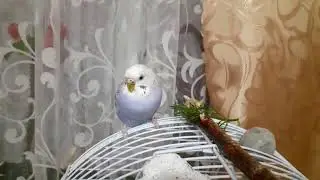 СТЕСНИТЕЛЬНЫЙ ПОПУГАЙ \ СТЕСНЯШКА МОЛЛИ 