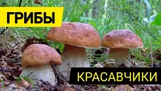 Грибы 2021. Первый поход за грибами!
