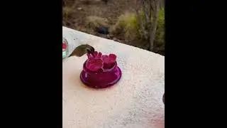 An Exceptionally Tame Costa Hummingbird!