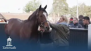 Tattersalls October Yearling Sale, Book 1 Day 2 Review 2023