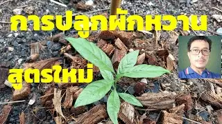 Growing wild sweet basil 