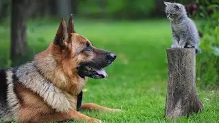 These amazing animals cats and dogs #27