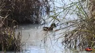 Pajareando por la Campiña de Navahermosa #1