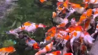 Kolam Koi di Oseanarium BXSea Mall Bintaro Xchange 2
