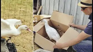 Meet the Muscovy Ducks / First Day (eng subs)