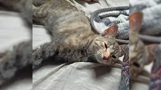 E aí? Como vocês estão? ( Foto da minha gata com preguiça)