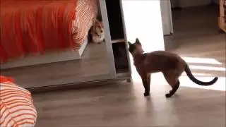 Кот хочет побыть один