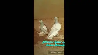 Узбекские бойные голуби 1 (Поясатые)