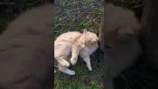 Доверчивый кот