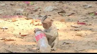 Little monkey feel thirsty he try to open bottle cover as it empty