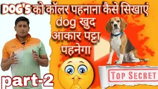 अपने Dog को  collar ट्रैनिंग सिखाओ #leasetraning #Dogcollar #dogharness