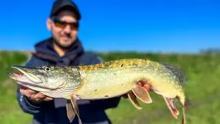 HOW TO CATCH PIKE WITH SPINNING IN SPRING. PIKE FISHING ON A RIVER