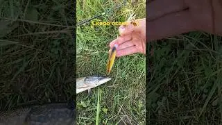 #жизнь#пруд#fish#щука#рыбалка