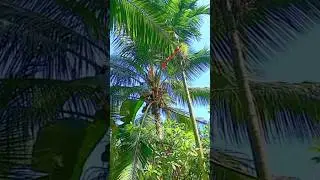 panic! fell while climbing a coconut tree