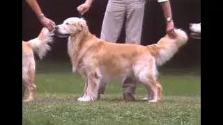 Golden Retriever - AKC Dog breed series