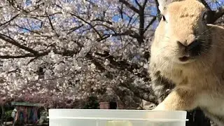 This video is full of Japanese beauty and cuteness!