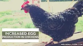 Increased Egg Production In Chickens