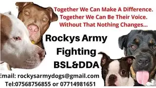 ‘Help Police Have Seized My Dog’ Interview With Rocky’s Army Leading The Fight Against BSL&DDA❗️
