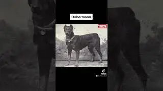 Dog breeds now and then😵 