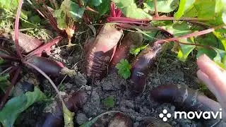 когда убираю морковь и свёклу...реализация урожая...