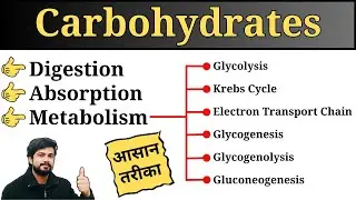 Carbohydrate Digestion, Absorption and Metabolism in Hindi | Biochemistry Lecture | Nursing | Pharma