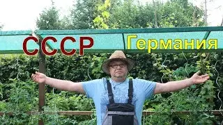 Помидор.Сорта томатов. Томат.
