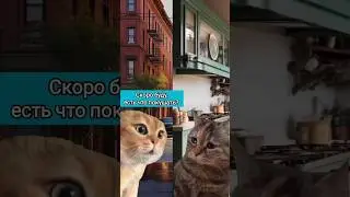 Бутерброды #животные #pet #animal #animals #мем #мемныекоты #коты #котыговорят #анекдот #кот #юмор