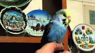 Чешонок ЖЛ кобальт фио опалин мальчик Ф+Л февраль 2016